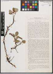 Foto von Salix reticulata L.